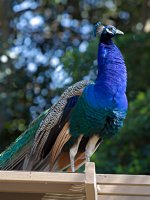 Peacock