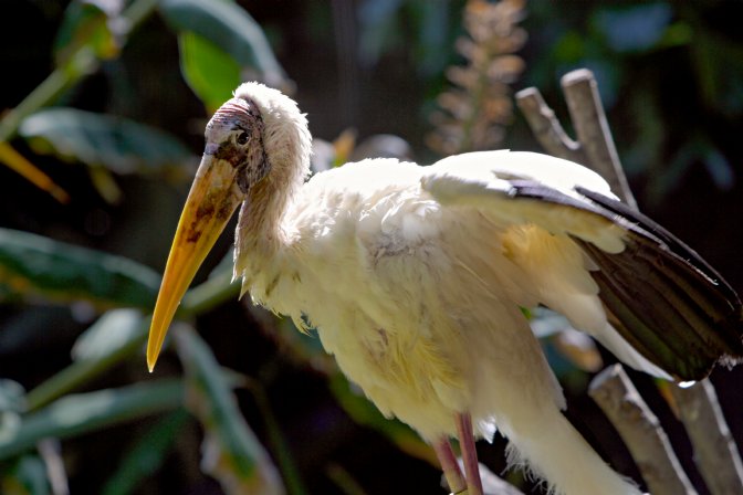 Milky Stork