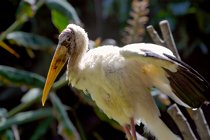 Milky Stork
