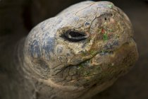 Tortoise