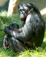 Pygmy Chimp