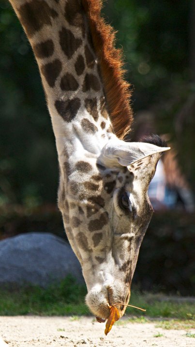 Young Giraffe