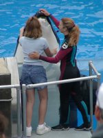 Feeding an orca
