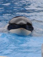 Orca nose