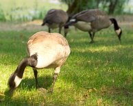 Geese
