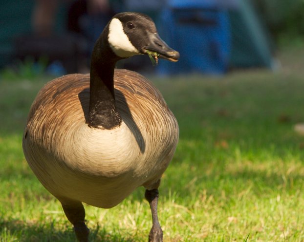 Goose