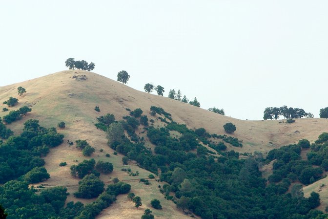 Hillside, I