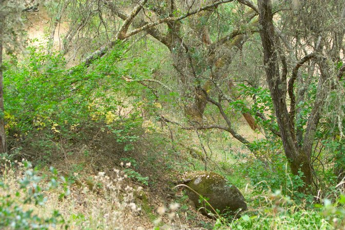 Tangled Branches, I