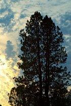 Tuesday Sunset, I