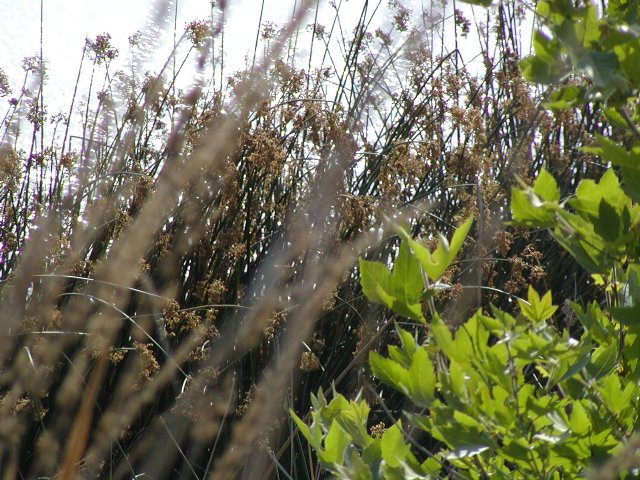 Bright water behind plants