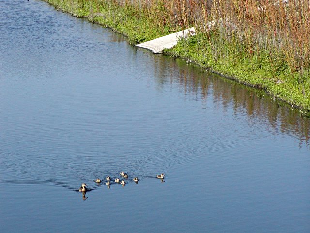Duck family