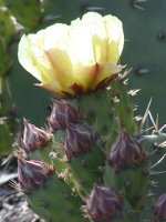 Prickly pear flower