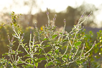 Backlit bush