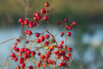 Berries