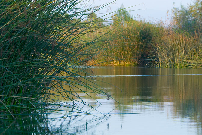 Reedy pond