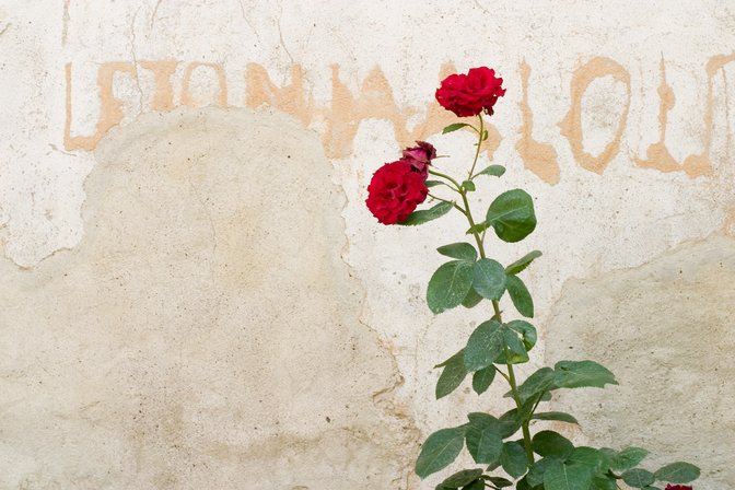 Graffiti Rose