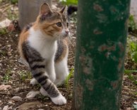 Calico Kitten