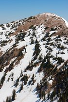 Snowbird