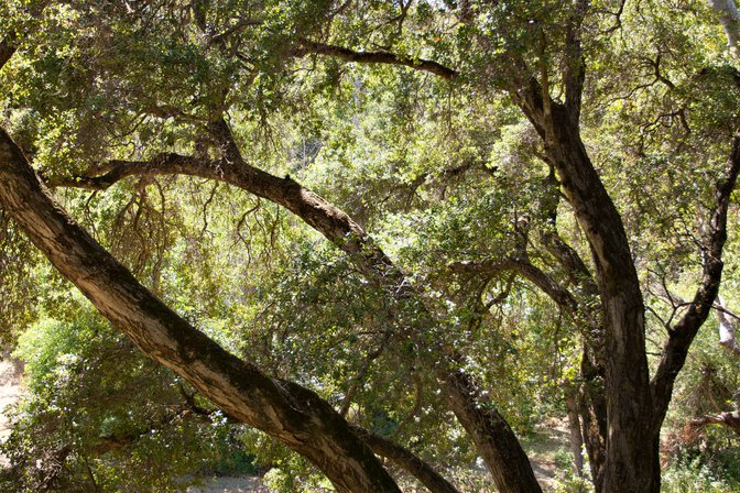 Oak
