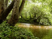 Big Sur river bank