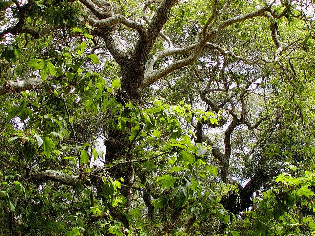 Trees