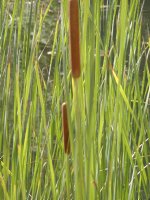 Cat-tails