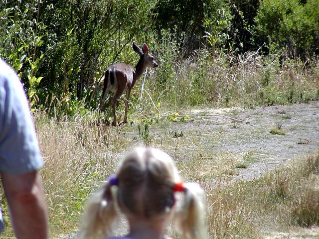 Deer