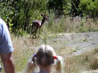 Deer