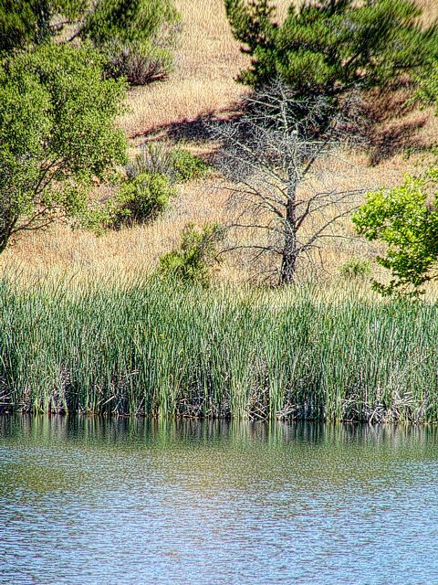Boronda Lake shore
