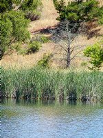 Boronda Lake shore