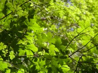 Leaves
