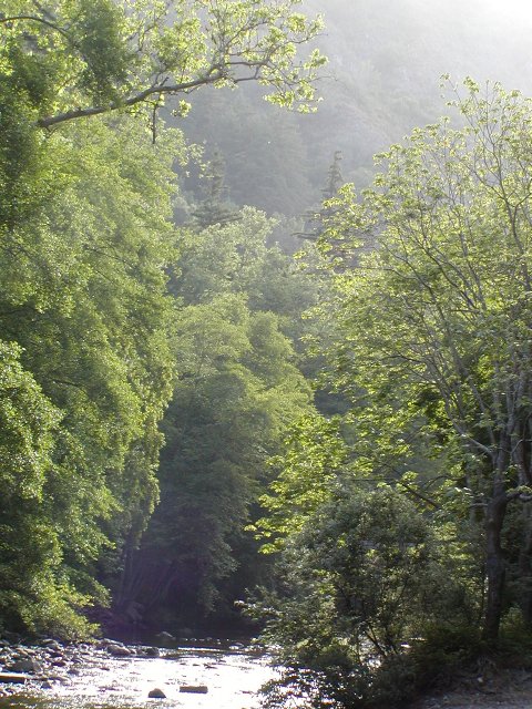 Morning light