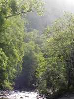 Morning light