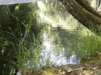 River reflection