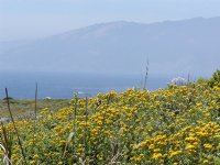 Floral vista