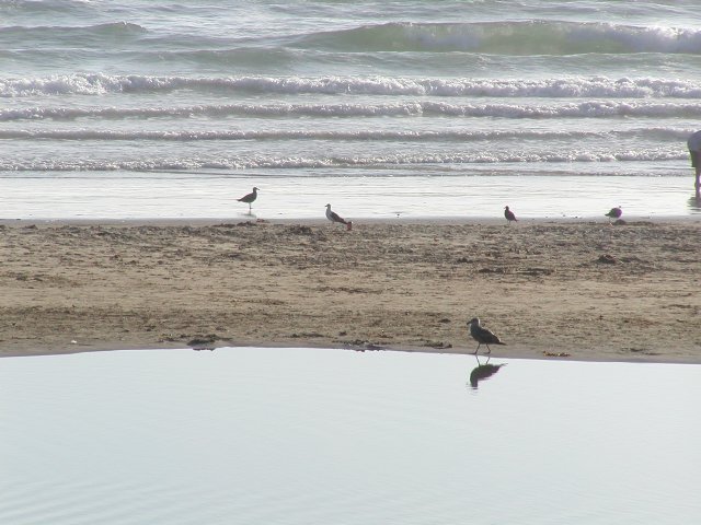 Beach birds