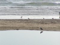 Beach birds