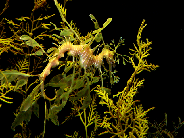 Dragon Fish