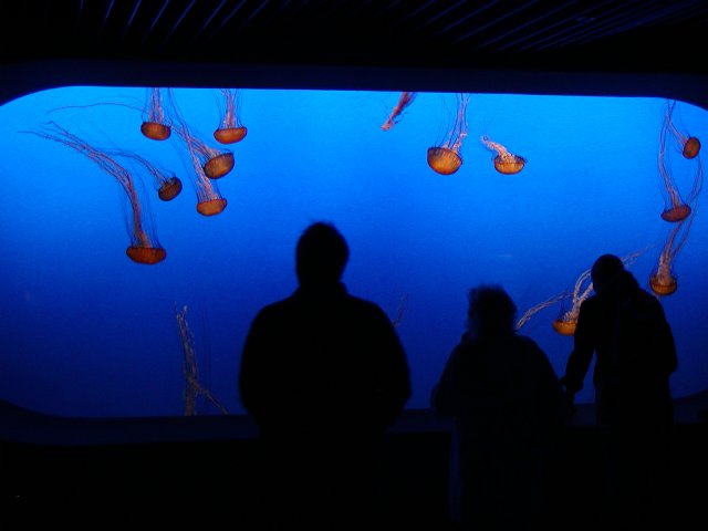 Jelly Tank