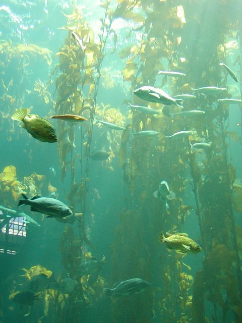 Kelp Forest