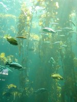 Kelp Forest