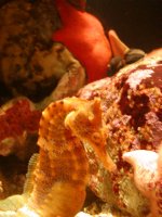 Orange Sea Horse