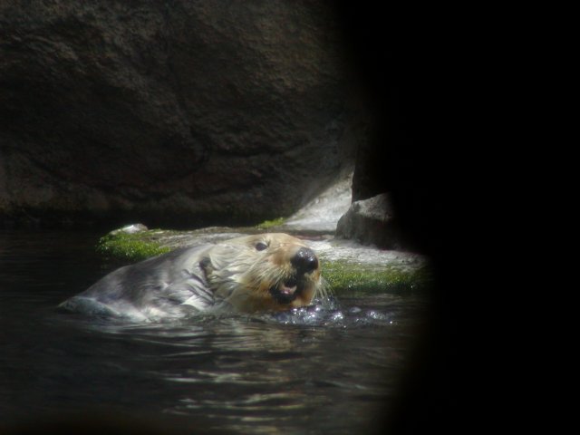 Sea Otter
