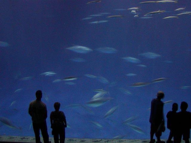 Outer Bay Tank (Motion Effect)