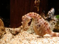 Pot-Belly Sea Horse