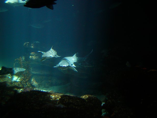Sharks