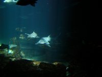 Sharks