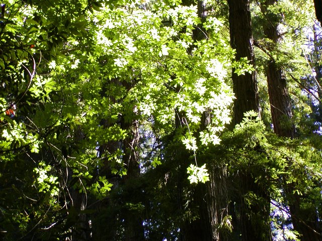 Leaves