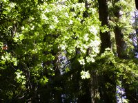 Leaves