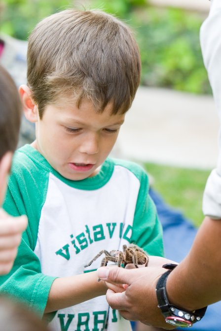 Ethan Tarantula